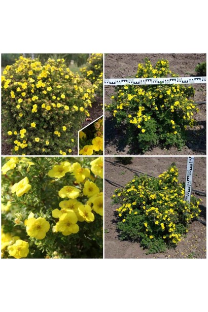 Лапчатка кустарниковая Кобольд